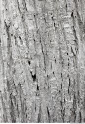 Tree Bark